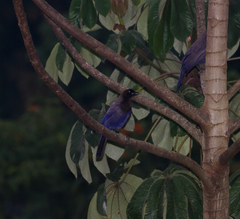 Cyanocorax cyanomelas