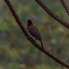 Cyanocorax cyanomelas