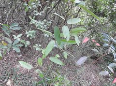 Smilax glabra