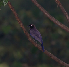 Cyanocorax cyanomelas