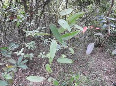 Smilax glabra