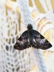 Chiomara georgina georgina