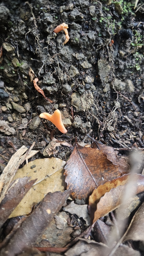 Clavulinopsis sulcata · June 2025 · photo: © henryahh (iNaturalist, cc0)