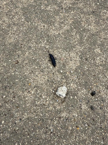 Worm and Slug Hunters
