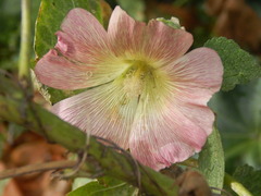 Alcea rosea