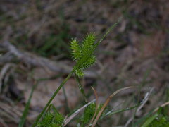 Carex viridula
