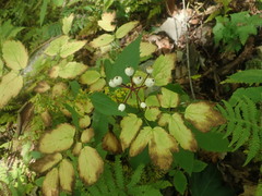 Actaea × ludovicii