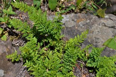 Myriopteris allosuroides
