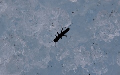 Andiperla