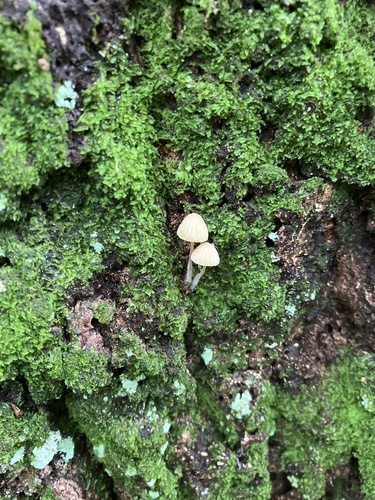 Galerina vittiformis