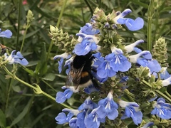 Bombus