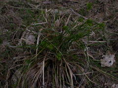 Carex viridula