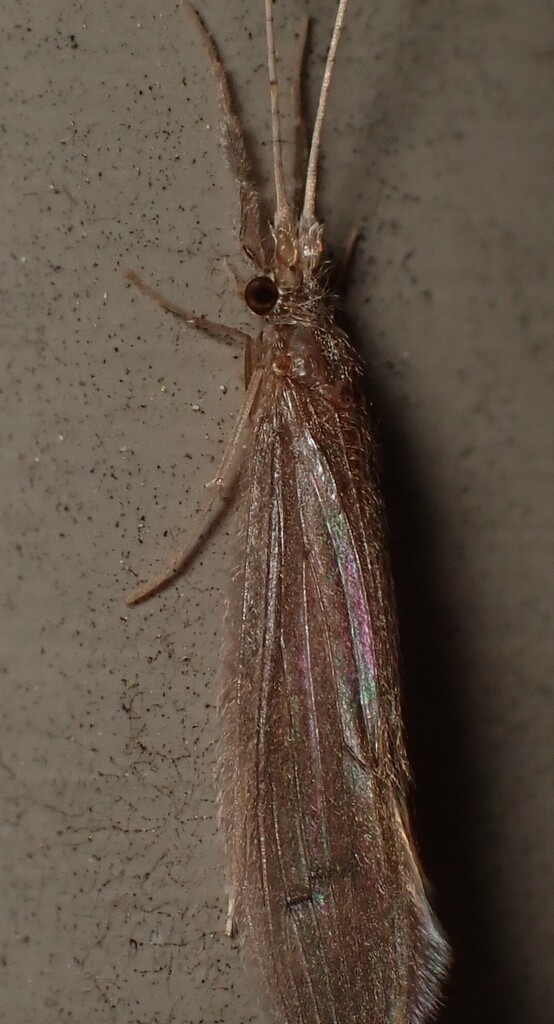 Inconspicuous Long-horned Caddisfly
