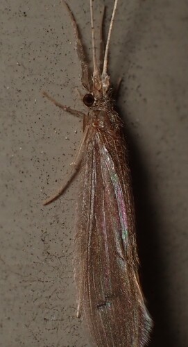Inconspicuous Long-horned Caddisfly