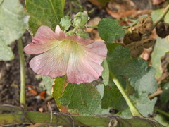 Alcea rosea