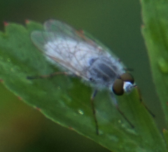 Pandivirilia