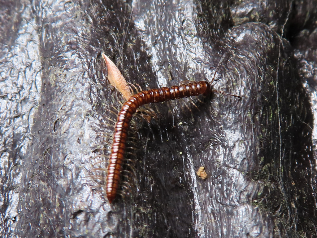 Haplogonosoma implicatum