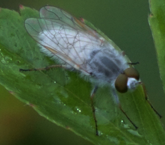 Pandivirilia