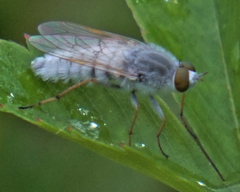 Pandivirilia