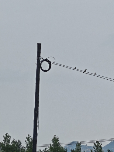 Light-vented Bulbul