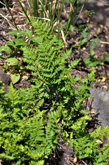 Myriopteris allosuroides