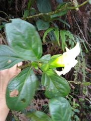 Symbolanthus vasculosus