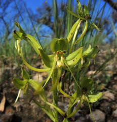 Habenaria jaliscana