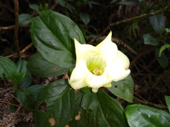 Symbolanthus vasculosus