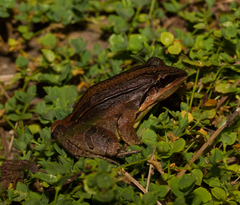 Leptodactylus didymus