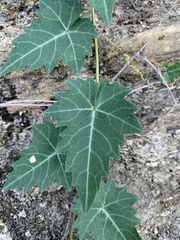 Cissus trifoliata