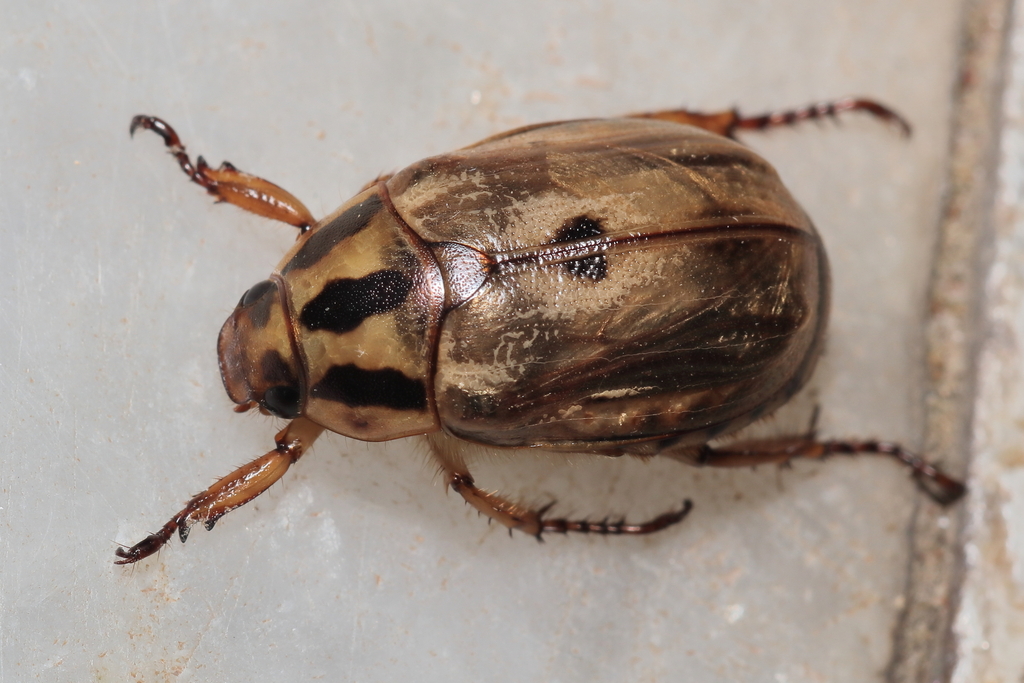 Anomala trivirgata from Chaubatia, Uttarakhand, India on June 15, 2025 ...