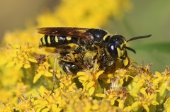 Philanthus solivagus