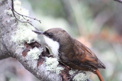 Pygarrhichas albogularis