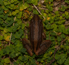 Leptodactylus didymus