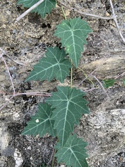 Cissus trifoliata