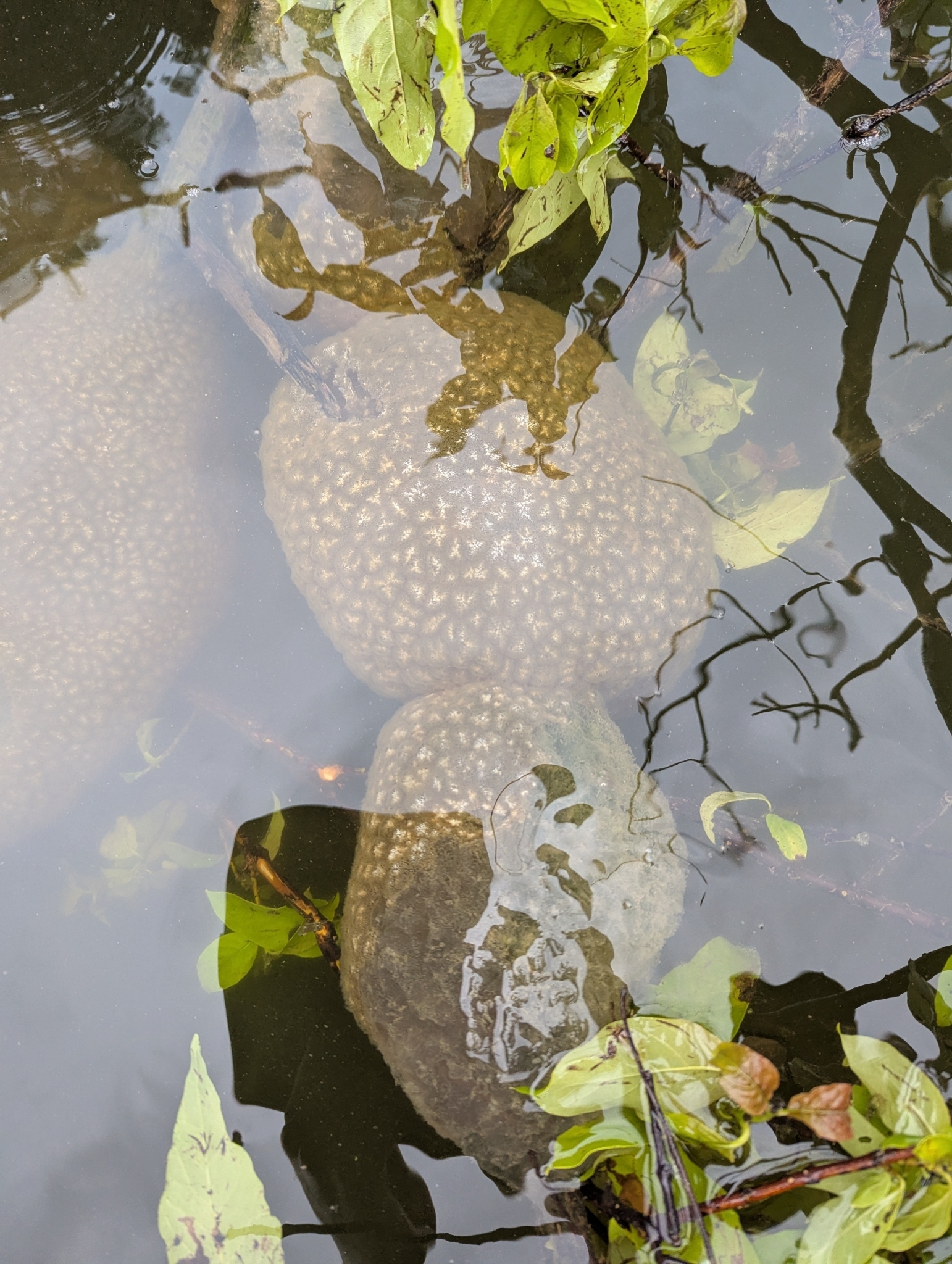 Pectinatella magnifica (Leidy, 1851)
