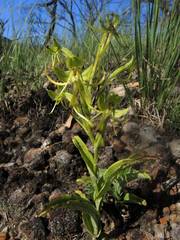 Habenaria jaliscana