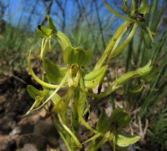 Habenaria jaliscana