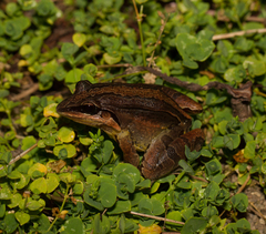Leptodactylus didymus