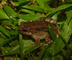 Leptodactylus leptodactyloides