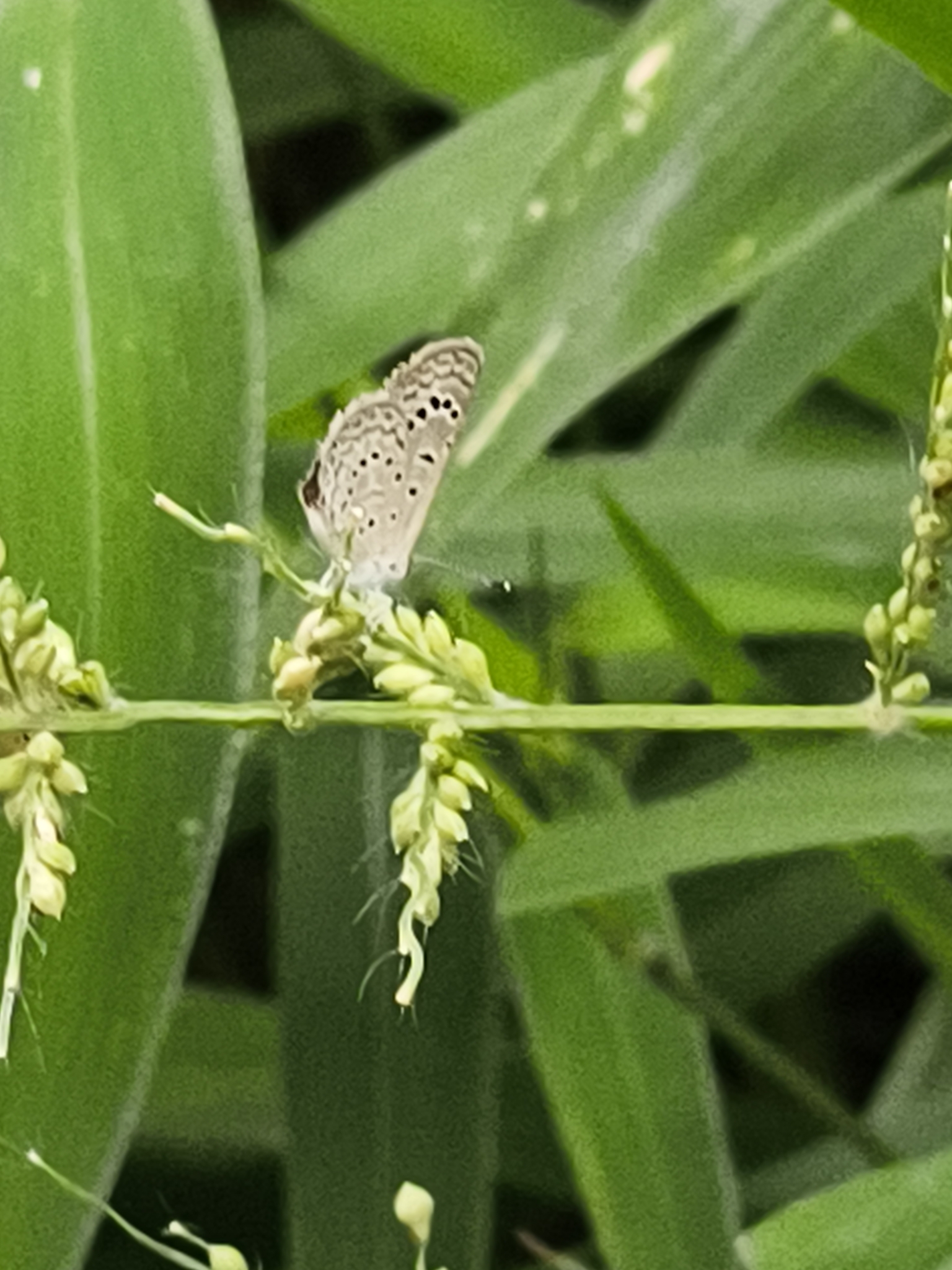 Dark Grass Blue