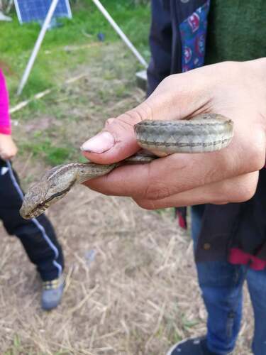 Coastal House Snake