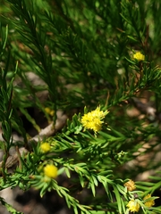 Taxodiomyia