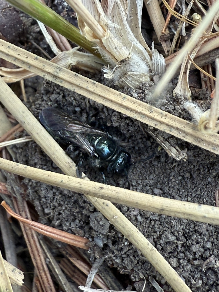 Shiny-blue Scultpured Miner Bee