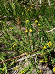 Taxodiomyia