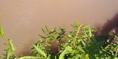 Hygrophila