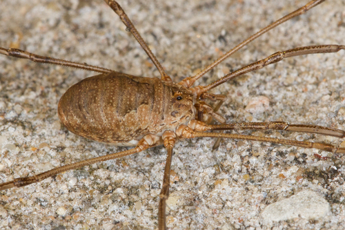 Representative image of Phalangium