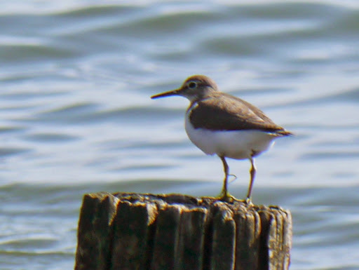 Common Sandpiper