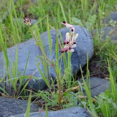 Angiospermae