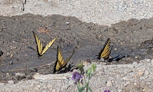 Two-tailed Swallowtail photo 5